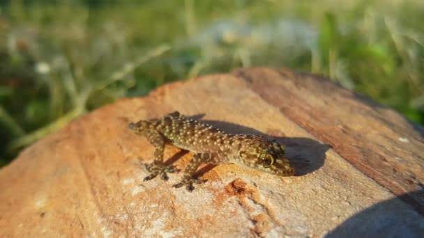 Maison Méditerranéenne Gecko Sur Rocher Kato Korogona Grèce — Video