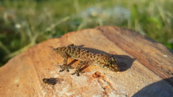 Středomořský Dům Gecko Skále Kato Korogona Řecko — Stock video