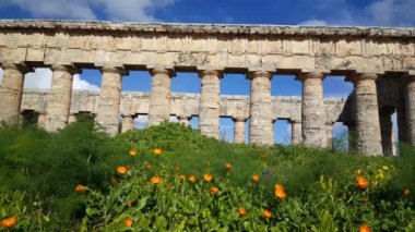 İtalya 'da Segesta' daki Doric tapınağının önündeki çiçekler.