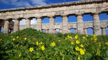 İtalya 'da Segesta' daki Doric tapınağının önündeki çiçekler.