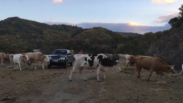 Agricultores Alimentando Vacas Torno Dadia Lefkimi Soufli Forest National Park — Vídeo de Stock