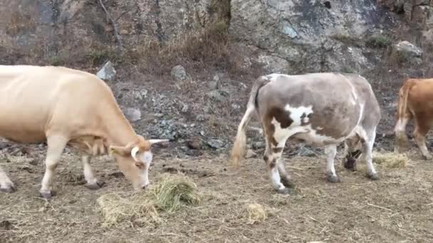 Корови Їдять Сіно Дорозі Навколо Дадія Лефкімі Національний Парк Суфлі — стокове відео
