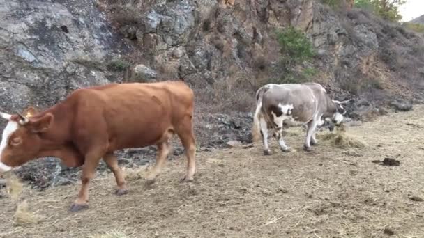 Αγελάδες Που Τρώνε Σανό Στο Δρόμο Γύρω Από Εθνικό Πάρκο — Αρχείο Βίντεο