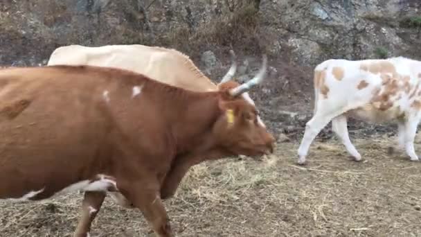 Αγελάδες Που Τρώνε Σανό Στο Δρόμο Γύρω Από Εθνικό Πάρκο — Αρχείο Βίντεο