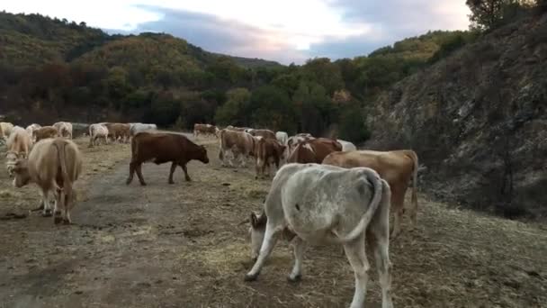 Przejazd Przez Grupę Krów Wokół Parku Narodowego Dadia Lefkimi Soufli — Wideo stockowe