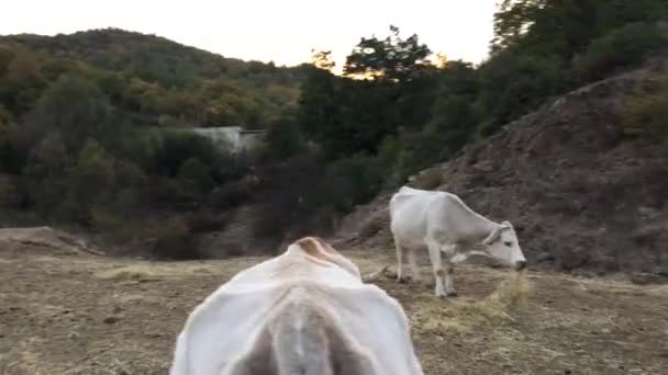 Conduire Travers Groupe Vaches Mangeant Foin Sur Route Grèce — Video