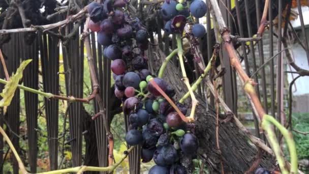 Uvas Negras Una Fosa Arnea Grecia — Vídeos de Stock