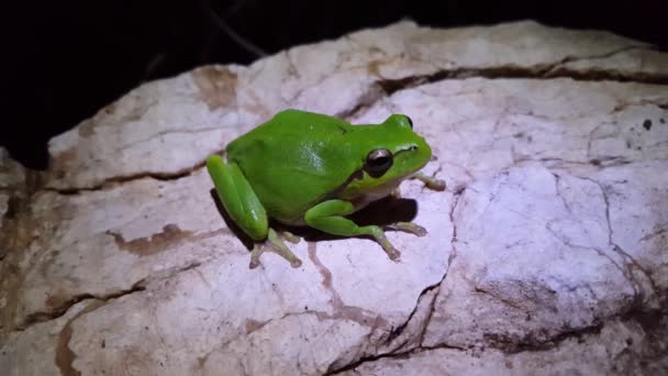 Rana Verde Del Árbol Una Roca Noche Grecia — Vídeos de Stock