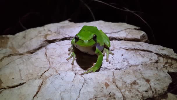 Rana Verde Del Árbol Que Mueve Sobre Una Roca Noche — Vídeos de Stock