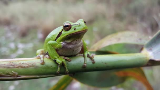 Yunanistan Bir Dalda Oturan Yeşil Ağaç Kurbağası — Stok video
