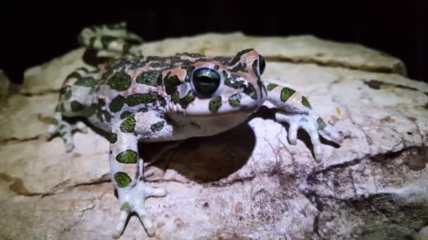 Yunanistan Geceleyin Bir Kayanın Üzerindeki Avrupalı Yeşil Kurbağaya Yaklaş — Stok video