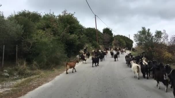 Troupeau Chèvres Sur Route Grèce — Video