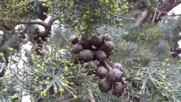 Ciprusfa Olaszországban — Stock videók