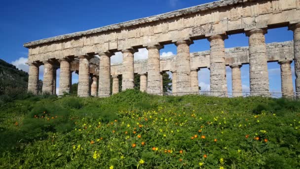 Bloemen Voor Dorische Tempel Van Segesta Italië — Stockvideo