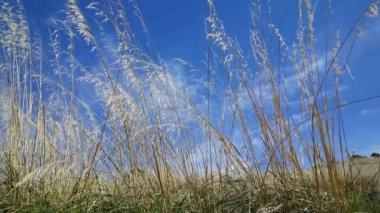 İtalya 'daki Segesta Doric tapınağının etrafındaki çimlerden Pan