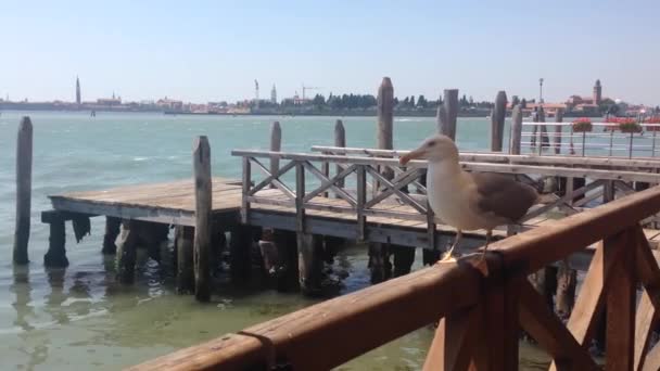 Gaivota Mar Voando Para Longe Cais Murano Veneza Itália — Vídeo de Stock