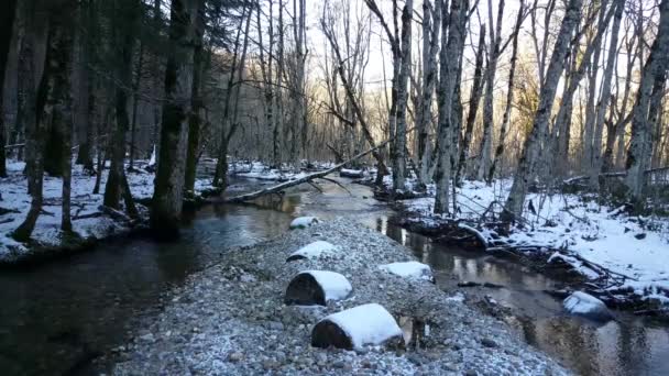 Kis Folyó Biogradska Gora Egy Erdő Egy Nemzeti Park Montenegróban — Stock videók