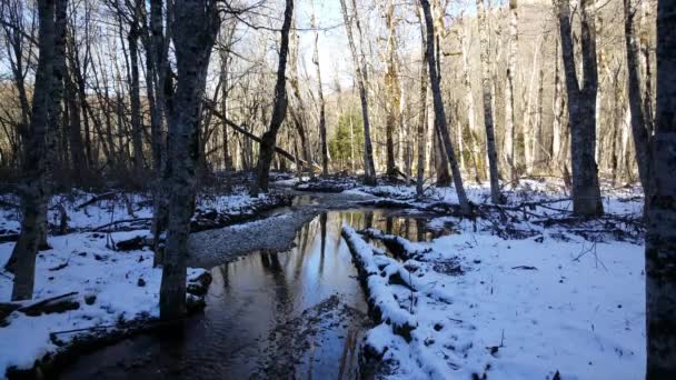 Kis Folyó Biogradska Gora Egy Erdő Egy Nemzeti Park Montenegróban — Stock videók