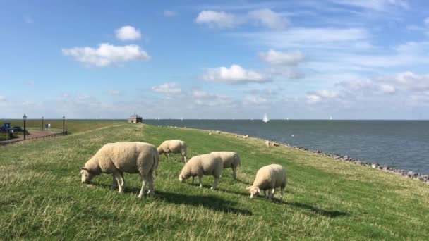 荷兰安得拉奥弗里斯兰的一个堤坝上吃草的羊 — 图库视频影像