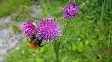 Morkidsdalen parkındaki Carduus fabrikasının Humblebee 'si Skjolden Norveç