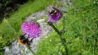 Morkidsdalen parkındaki Carduus fabrikasındaki Humblebees Skjolden Norveç