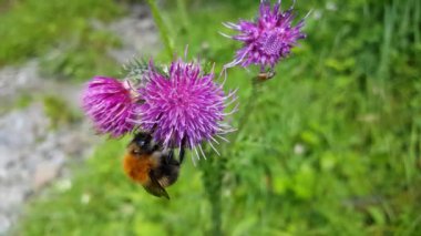 Morkidsdalen parkındaki Carduus fabrikasının Humblebee 'si Skjolden Norveç