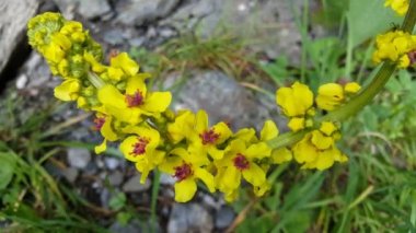 Morkidsdalen parkındaki karanlık bir yataktan Skjolden Norveç 'e yaklaşıyoruz.