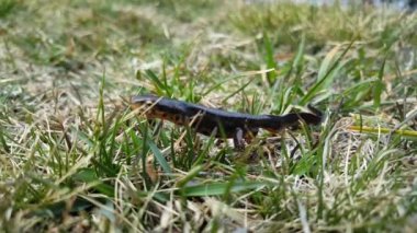 Portekiz 'deki Peneda-Geres Ulusal Parkı' nda Alp Newt semenderi