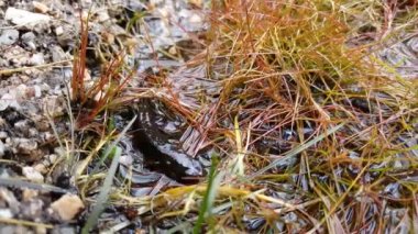 Alp Newt semenderi Portekiz 'deki Peneda-Geres Ulusal Parkı' na gölete giriyor.
