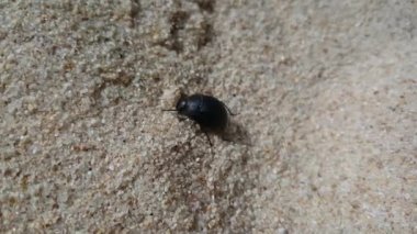 Parque Natural da Arrabida Portekiz 'de kumda böcek var.