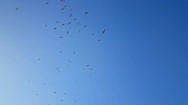 Portekiz 'in Praia da Adraga plajında gökyüzünde bir grup martı.