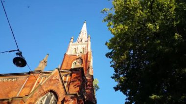 İspanya 'daki Serra d Espad doğal parkında kayaların arasında gri bir kertenkele.