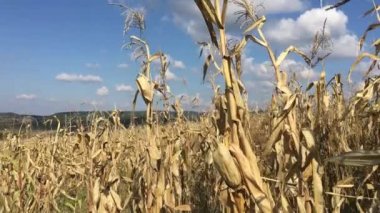 Oradea Romanya etrafındaki kuru bir mısır tarlasından yukarı doğru eğil