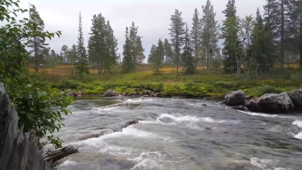 Paisaje Ríos Pinos Parque Nacional Borgefjell Noruega — Vídeo de stock