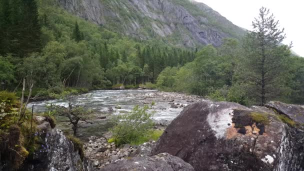 Corriente Parque Nacional Hardangervidda Noruega — Vídeos de Stock