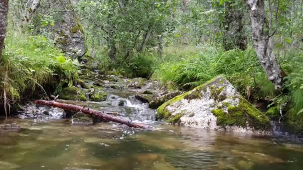 Stream Nel Parco Nazionale Hardangervidda Norvegia — Video Stock