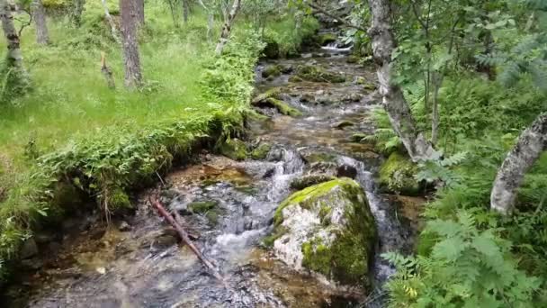 Stream Nel Parco Nazionale Hardangervidda Norvegia — Video Stock