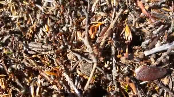 在挪威柔顿赫门国家公园的一个蚂蚁聚居地附近 — 图库视频影像