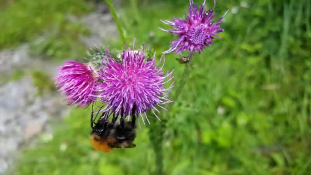 Humblebee Sulla Pianta Carduus Nel Parco Morkidsdalen Skjolden Norvegia — Video Stock
