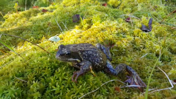 Rana Común Europea Parque Nacional Moysalen Noruega — Vídeo de stock