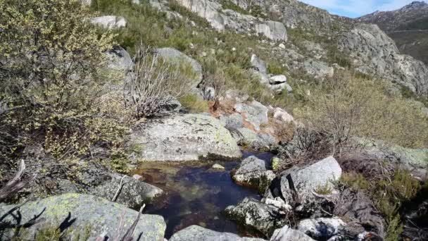 Piccolo Stagno Fiume Nel Parco Nazionale Peneda Geres Portogallo — Video Stock