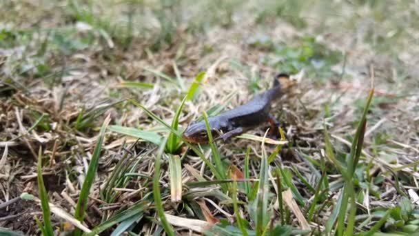 Alpine Newt Salamander Peneda Geres National Park Portugal — стокове відео