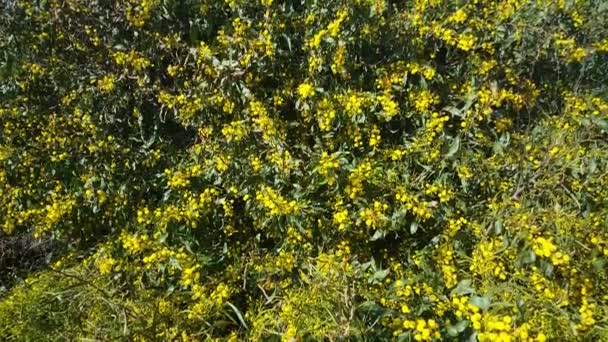 Lucertola Grigia Tra Rocce Parco Naturale Serra Espad Spagna — Video Stock