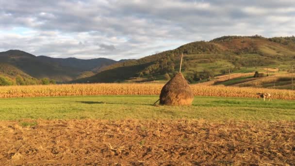 Cows Walking Romania — Stock Video