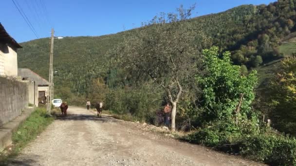 Krowy Spacerujące Rumunii — Wideo stockowe