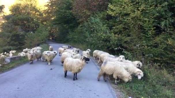 ルーマニアの山を介して道路上の羊のグループからの道路交通 — ストック動画