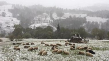 Romanya 'da karlı bir arazide yürüyen koyunlar