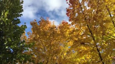 Romanya 'nın Vatra Dornei kentindeki Parcul Central' da sonbahar renkleri
