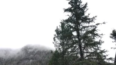 Slovakya 'daki sisli, alçak Tatras Ulusal Parkı' nda yürüyorum.