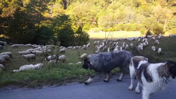 Psi Ovce Cestě Přes Rumunské Hory — Stock video